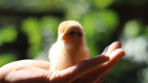 I LOVE Chicken !!